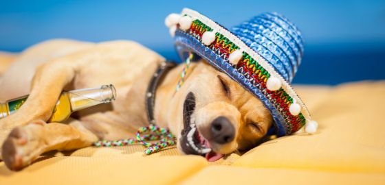 Customer Experience Que tu servicio sea una fiesta!