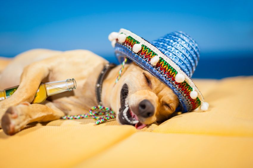 Customer Experience Que tu servicio sea una fiesta!