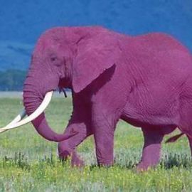 Evernote te lee el pensamiento