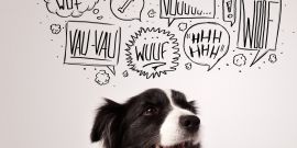 El dispositivo que tranquiliza a tu perro