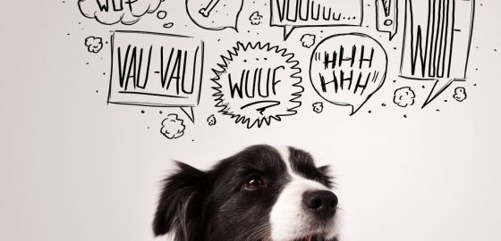 El dispositivo que tranquiliza a tu perro