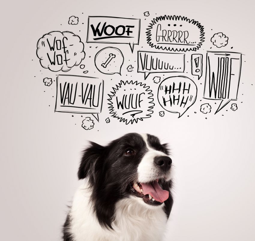 El dispositivo que tranquiliza a tu perro