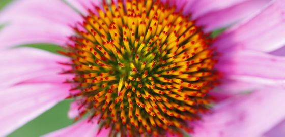 SAP Fiori UX: lo bueno es ahora bonito
