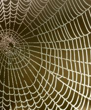 ¿Podrá Facebook ser Reemplazado?