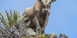 ¿Por qué Google se Interesó en Toro? 