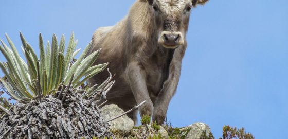 ¿Por qué Google se Interesó en Toro? 