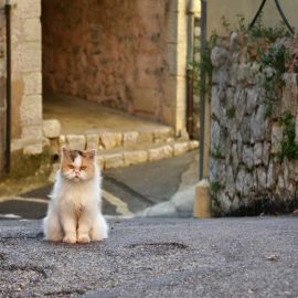 Instagram: Del Gato Enojado al Trabajo de Ensueño