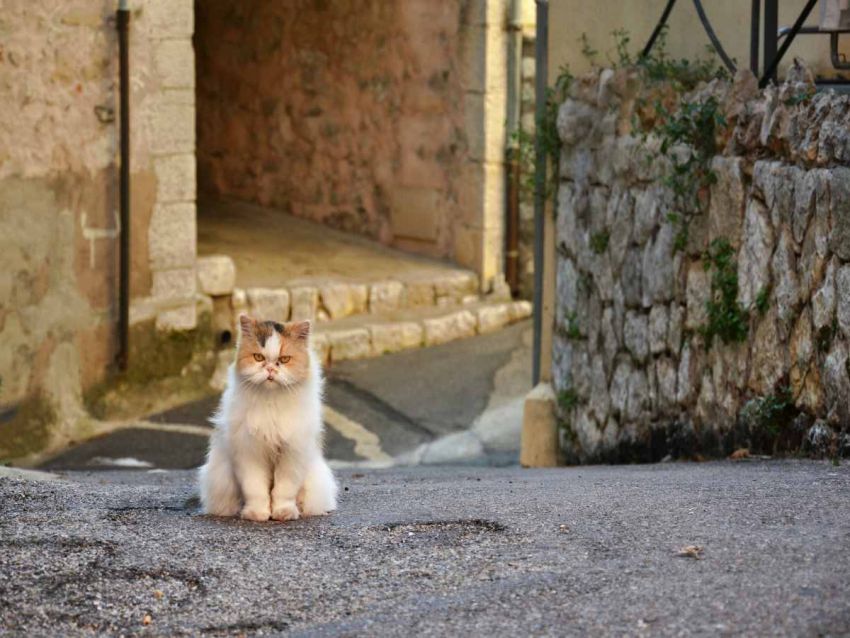 Instagram: Del Gato Enojado al Trabajo de Ensueño