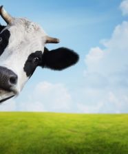 Mejora tu Retención: Construye Pozos y no Cercas